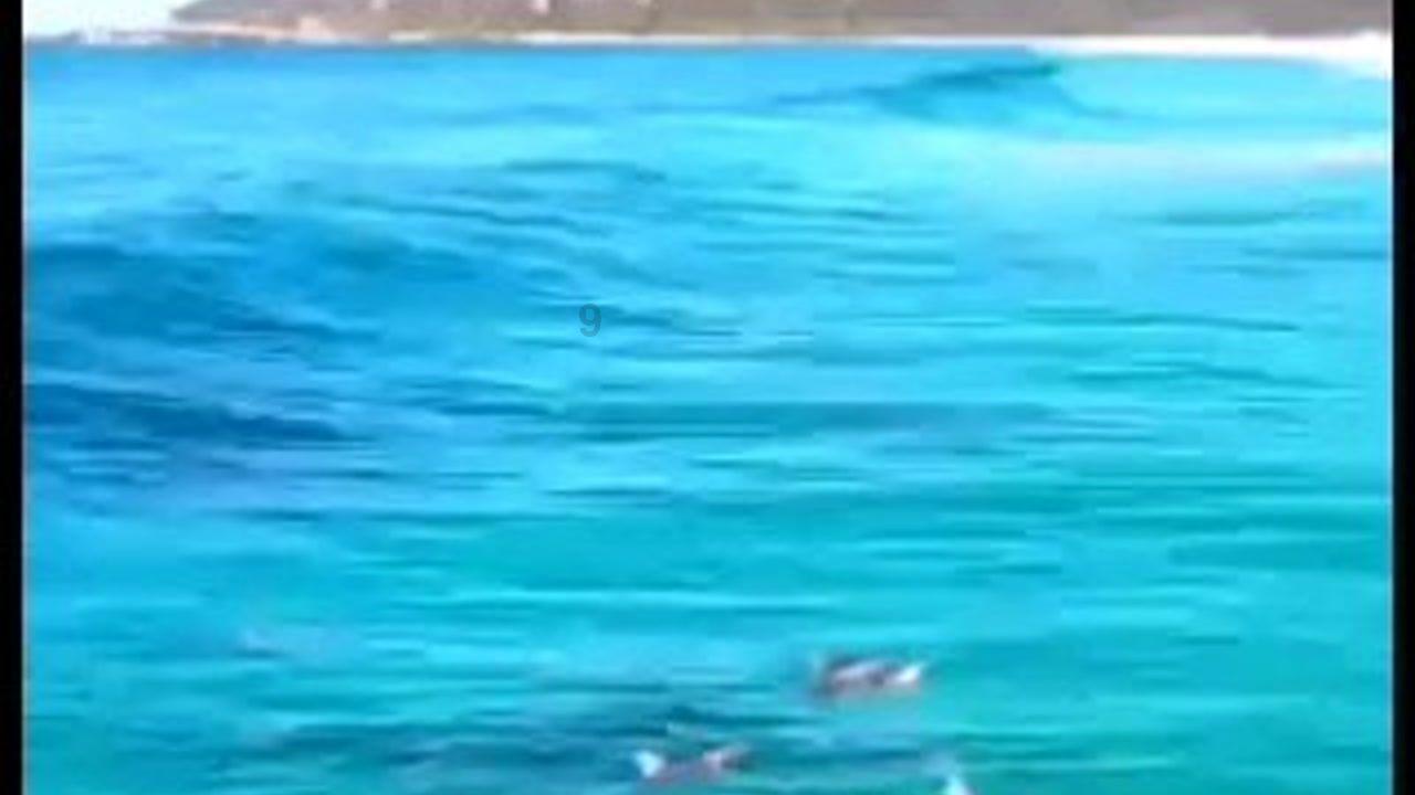虫虫助手下载